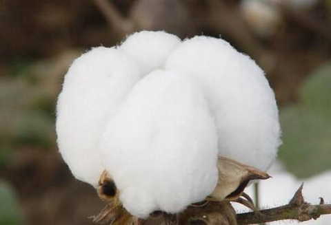 cotton