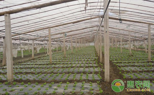 Autumn and winter èŒ¬ greenhouse vegetable planting