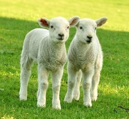 Diagnosis and prevention of sheep colibacillosis