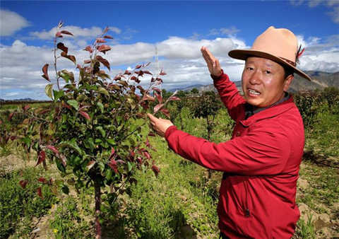 Liu Haijia, deputy director of the Tibet Affiliated Cadre and Nanmulin County Forestry Bureau, introduced the cultivation techniques of economic tree species. Fire inflammation