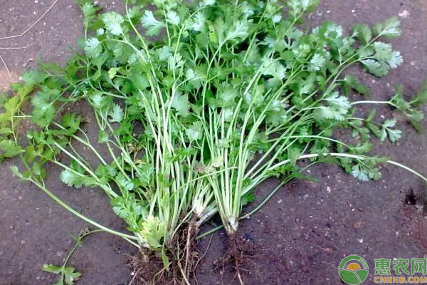 å¤å­£é¦™èœç§æ¤å¦‚ä½•èƒ½é«˜äº§ï¼Ÿ