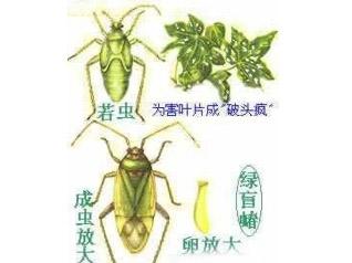 Common pest and disease maps of grape growing, green blind cockroaches prevention methods and special effects drugs