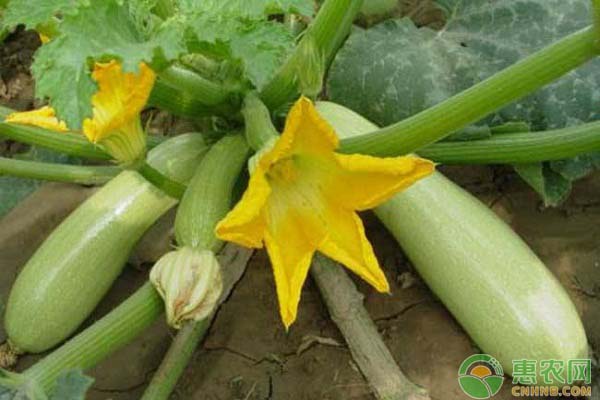 è¥¿è‘«èŠ¦ä»€ä¹ˆæ—¶å€™ç§æ¤ï¼Ÿè¥¿è‘«èŠ¦é«˜äº§ç§æ¤æ–¹æ³•å’Œæ—¶é—´