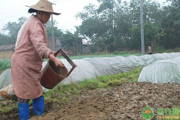 æµ…è°ˆæ°´ç¨»ç§æ¤æ­£ç¡®ä½¿ç”¨è‹„å˜§Â·ä¸™è‰èƒºé™¤è‰çš„æ–¹æ³•