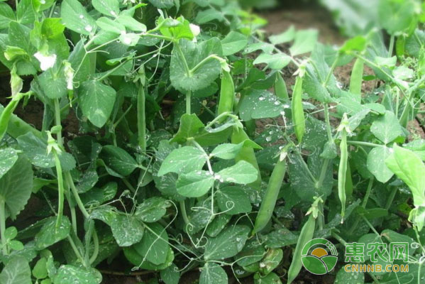 è±Œè±†è‹—ç§æ¤æ–¹æ³•ï¼šæµ¸æ³¡ã€è‚²è‹—