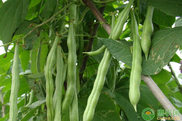 ç§‹èŠ¸è±†ä»€ä¹ˆæ—¶å€™ç§æ¤ï¼Ÿç§‹èŠ¸è±†ç§æ¤è¦ç‚¹ä»‹ç»