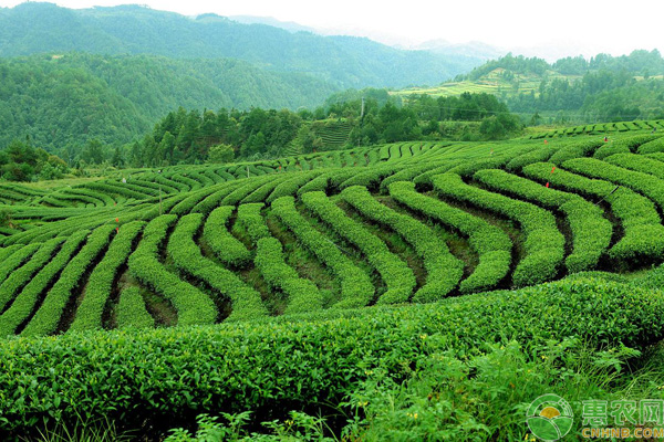 è¥¿æ¹–é¾™äº•èŒ¶å›­ç®¡ç†