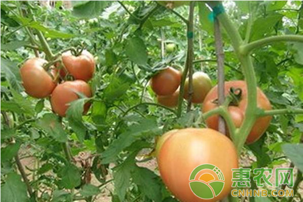 è¥¿çº¢æŸ¿è½¬è‰²æ…¢çš„åŽŸå› åŠå…¶è§£å†³æ–¹æ³•
