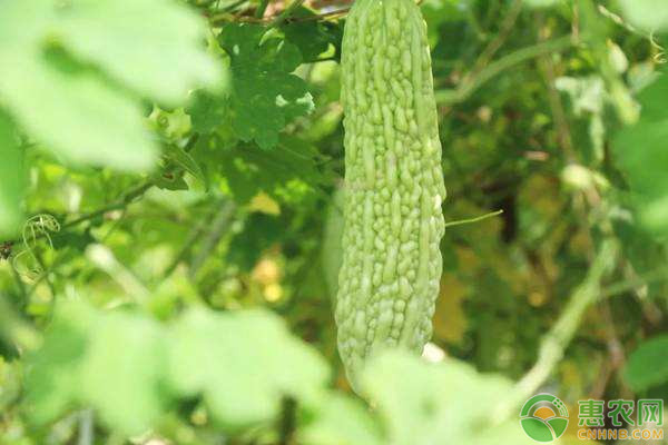 è‹¦ç“œç§æ¤æ—¶é—´åŠé«˜äº§æ ½åŸ¹ç®¡ç†æ–¹æ³•