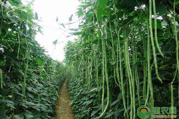 æµ…è°ˆèŠ‚èƒ½æ—¥å…‰æ¸©å®¤è±‡è±†æ ½åŸ¹ç®¡ç†æŠ€æœ¯