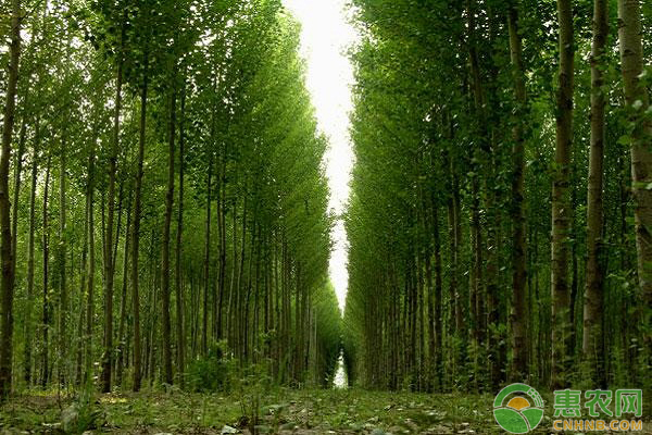 ç»æµŽæž—æŠ—æ—±ä¿æ°´çš„æ ½åŸ¹æŠ€æœ¯åŠåº”ç”¨åŽŸåˆ™