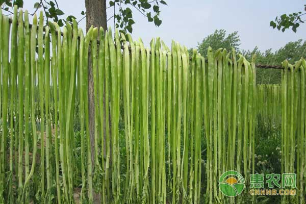 è´¡èœæ€Žä¹ˆç§æ¤ï¼Ÿè´¡èœæœ‰æœºç”Ÿæ€åž‹æ— åœŸæ ½åŸ¹æŠ€æœ¯