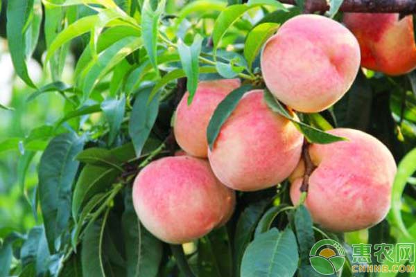 æ°´èœœæ¡ƒé«˜äº§æ–½è‚¥è¦ç‚¹
