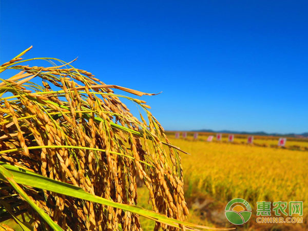 Six major considerations for rice planting