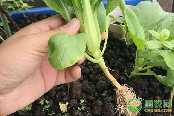 é±¼èœå…±ç”Ÿç³»ç»Ÿå¦‚ä½•åœ¨ç§æ¤åºŠä¸Šç§æ¤è”¬èœ