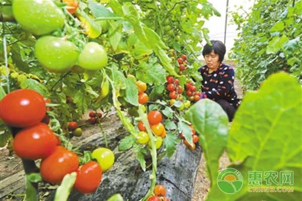 ç•ªèŒ„æ•´æžæ‰“æˆå­˜åœ¨çš„è¯¯åŒºåŠè§£å†³åŠžæ³•