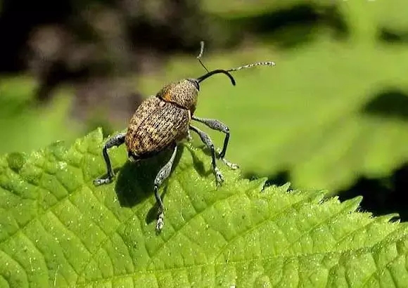 How to fight drugs after the flowers can effectively curb common pests and diseases