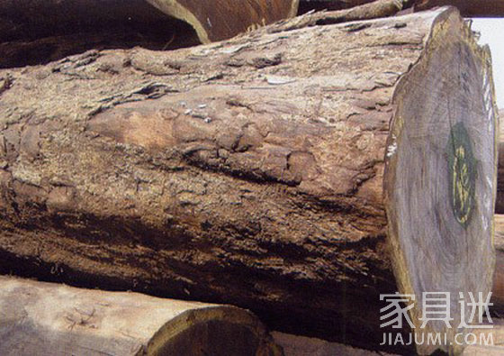 The appearance of logs after the felling of Wujinmu