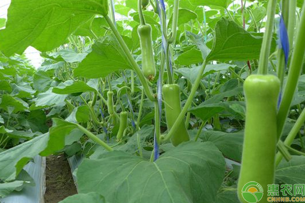 ç“ ç“œæ€Žä¹ˆç§èƒ½é«˜äº§ï¼Ÿç“ ç“œå¤å­£é«˜äº§æ ½åŸ¹æŠ€æœ¯