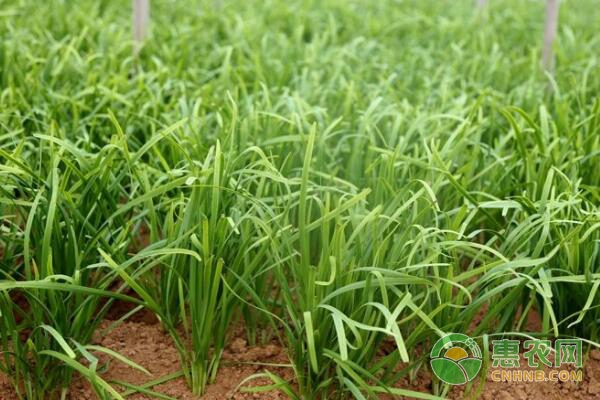 éŸ­èœç§æ¤æŠ€æœ¯