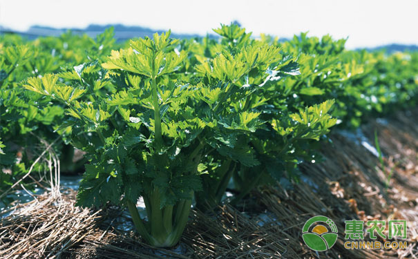 Technical points for pollution-free planting of summer and autumn celery