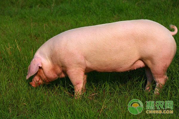 Why is your sow not high-yield?