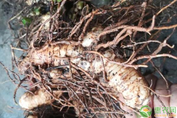 ä¸­è¯é»„ç²¾æœ‰æ€§ç¹æ®–+æ— æ€§ç¹æ®–å‘è‚²è§„å¾‹