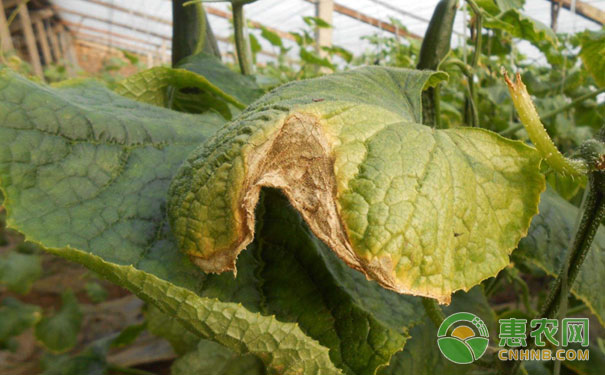 Cucumber common disease symptoms