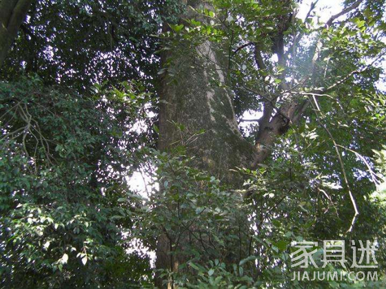 Tree species (rosewood)