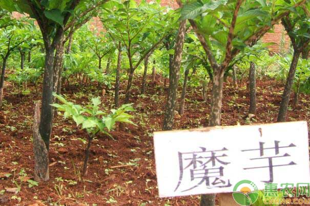 é­”èŠ‹ç§æ¤åŸºåœ°é£Žé™©é¢„é˜²