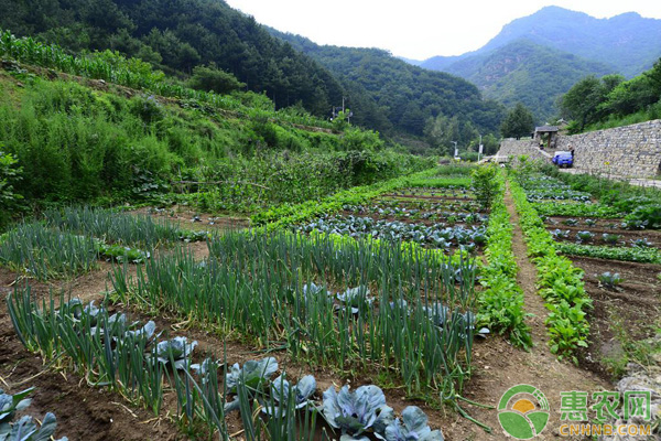 å†¬å­£è”¬èœæ¢æ˜¥èŒ¬æ³¨æ„äº‹é¡¹