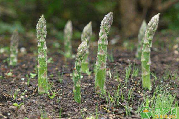 èŠ¦ç¬‹ç§æ¤æŠ€å·§