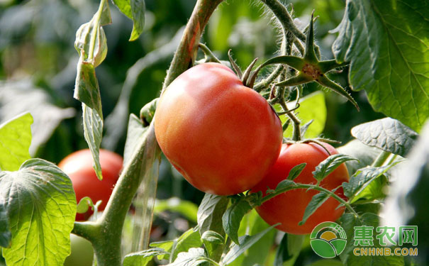 What are the causes of common fruit problems in tomatoes?