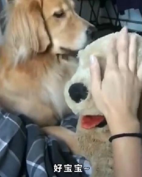 Golden Retriever competes with plush toys, so Jin Mao furious! A court game is staged here!