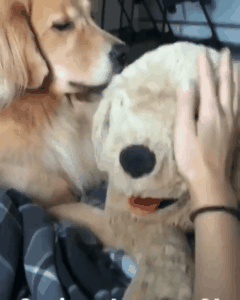 Golden Retriever competes with plush toys, so Jin Mao furious! A court game is staged here!