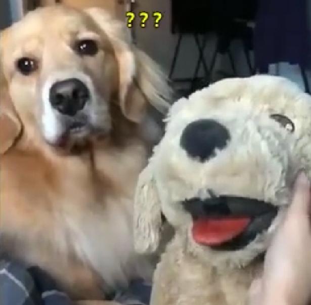 Golden Retriever competes with plush toys, so Jin Mao furious! A court game is staged here!