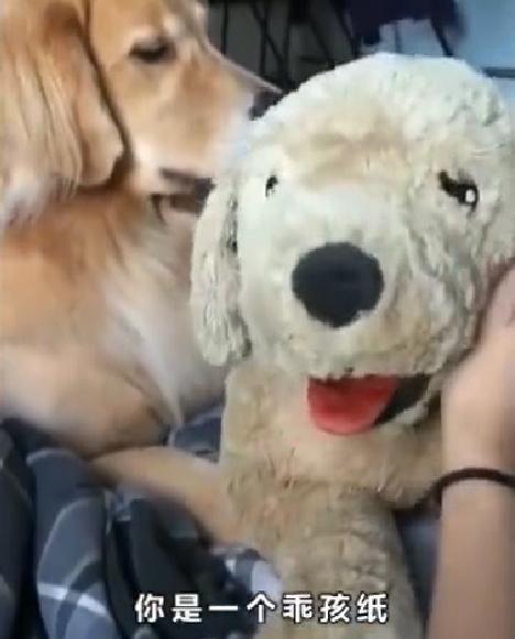 Golden Retriever competes with plush toys, so Jin Mao furious! A court game is staged here!