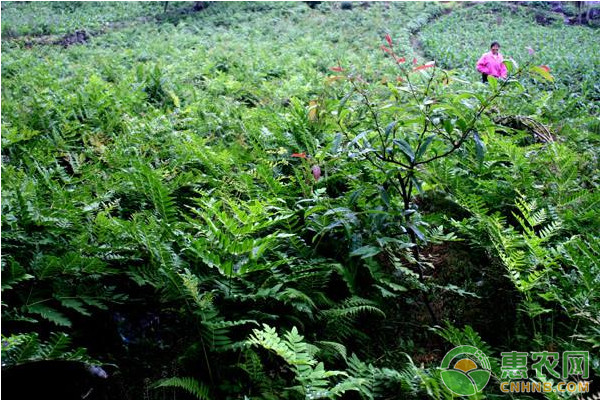 é‡Žç”Ÿè–‡èœäººå·¥é«˜æ•ˆç§æ¤æŠ€æœ¯