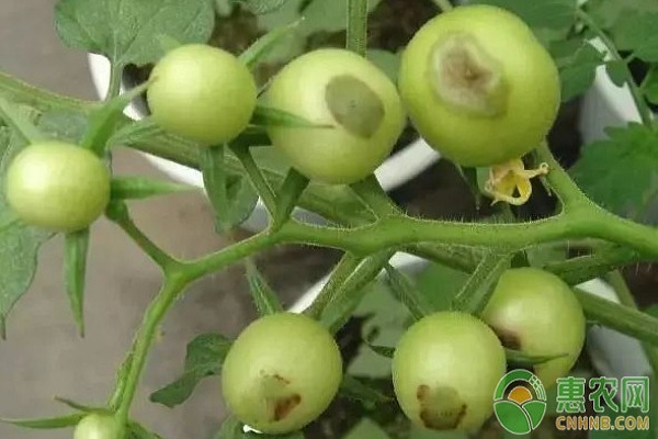 è¥¿çº¢æŸ¿è„è…ç—…çš„å‘ç—…åŽŸå› åŠå…¶é˜²æ²»æŠ€æœ¯