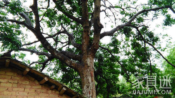 Tree species (sea yellow)