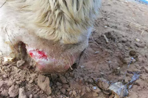 ç‰›å£è¹„ç–«ç–¾ç—…çš„ç‰¹ç‚¹ä»¥åŠé˜²æ²»æŽªæ–½