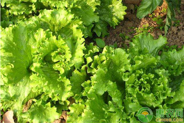 æ°´åŸ¹ç”Ÿèœå¦‚ä½•é«˜äº§æ ½åŸ¹ï¼Ÿæ°´åŸ¹ç”Ÿèœé«˜äº§ç§æ¤æŠ€æœ¯è¦ç‚¹