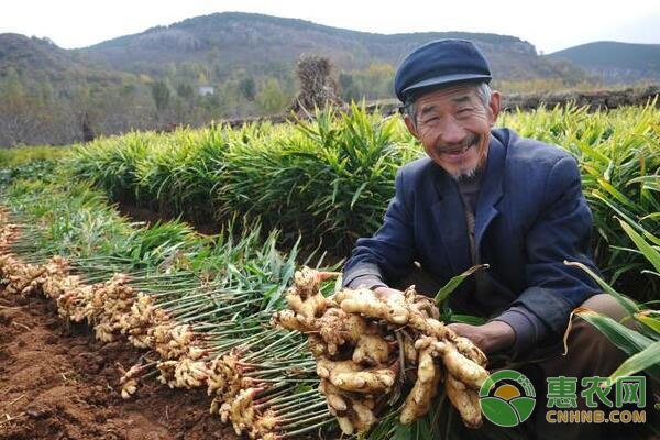 ç”Ÿå§œç§æ¤æŠ€æœ¯ï¼šç”Ÿå§œç”Ÿé•¿åŽæœŸç®¡ç†æ³¨æ„äº‹é¡¹