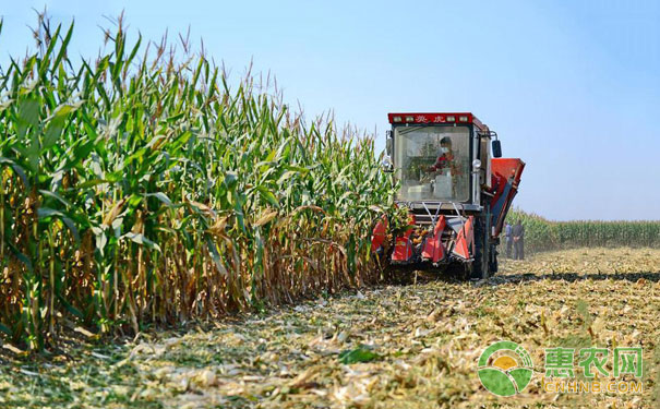 Corn harvesting precautions