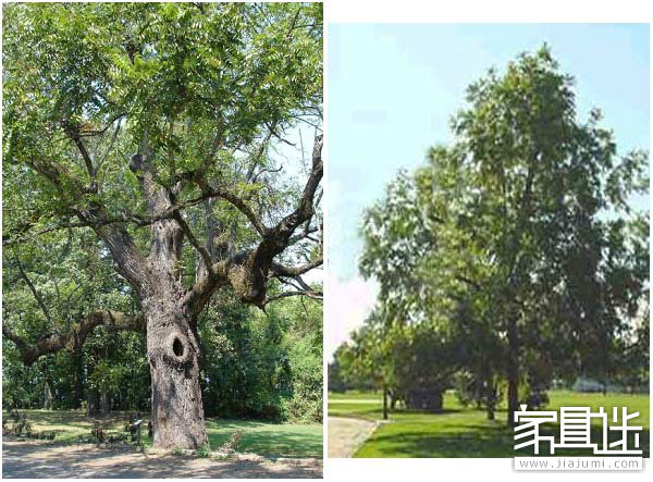 The difference between American black walnut and European walnut.jpg