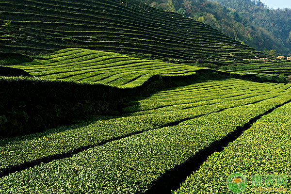 é«˜å±±èŒ¶å›­çš„ç»¼åˆé˜²æ²»å†»å®³æŽªæ–½