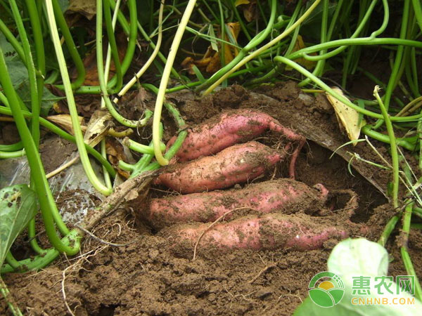 Summer and autumn potato planting climate, soil conditions