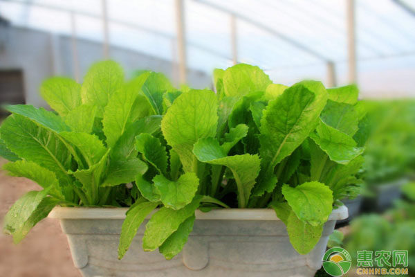 è”¬èœçƒŸç²‰è™±å¦‚ä½•é˜²æ²»ï¼ŸçƒŸç²‰è™±å‘ç”Ÿç‰¹å¾åŠç»¼åˆé˜²æ²»æŽªæ–½