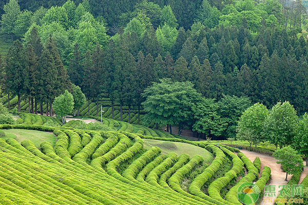 é»„å±±æ¯›å³°æ€Žä¹ˆç§ï¼Ÿé»„å±±æ¯›å³°æ¸…æ´åŒ–ç§æ¤æŠ€æœ¯