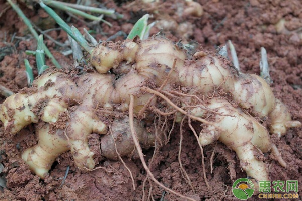 ç”Ÿå§œç§æ¤å¦‚ä½•å®žçŽ°é«˜äº§ï¼Ÿç”Ÿå§œé«˜äº§æ ½åŸ¹ç®¡ç†æŠ€æœ¯è¦ç‚¹